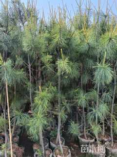 高度150厘米华山松