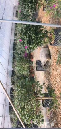 冠幅80厘米三角梅球