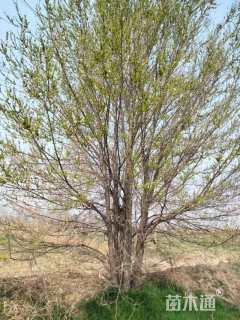 15公分白榆