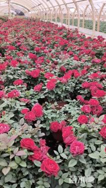 高度25厘米月季