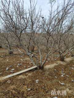 高度230厘米果石榴