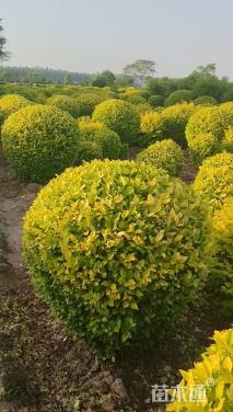 冠幅150厘米金叶女贞球