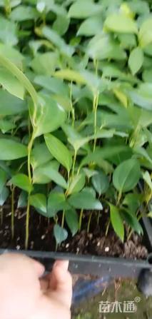 0.1公分兰屿肉桂