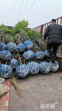 高度200厘米丛生紫荆