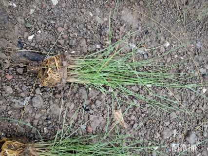 高度35厘米粉黛乱子草