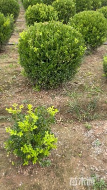 冠幅80厘米瓜子黄杨球