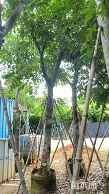 18公分桃花心木