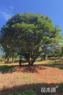高度500厘米丛生桂花