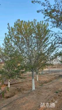 22公分染井吉野樱