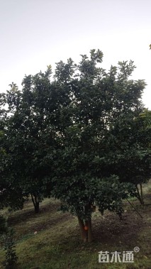 20公分(5杆)丛生香橼