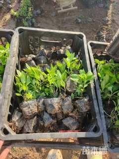 高度10厘米宿根福禄考