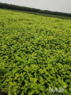 高度50厘米金叶风箱果