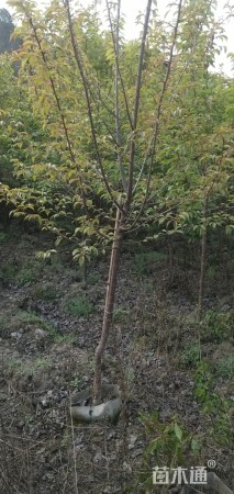 3公分中国红樱花