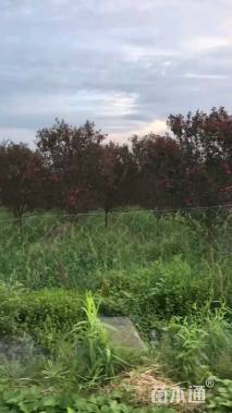 高度350厘米天鹅绒紫薇