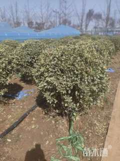 冠幅1.2厘米金边黄杨球