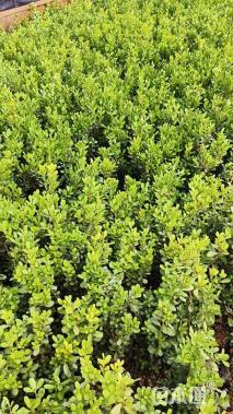 高度40厘米小叶黄杨