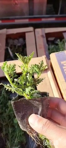 高度20厘米薰衣草