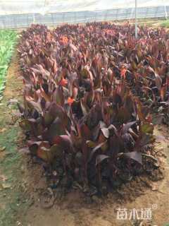 高度65厘米紫叶美人蕉