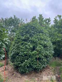 高度200厘米丛生桂花