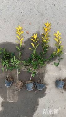 高度30厘米黄金枸骨