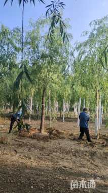 18公分青皮垂柳