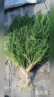 高度20厘米菹草