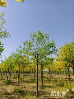 15公分金叶白蜡