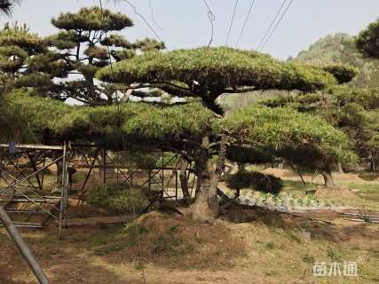 15公分造型油松