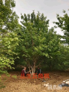 高度300厘米丛生五角枫