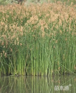 高度80厘米水烛