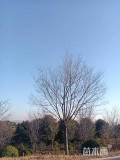 25公分朴树