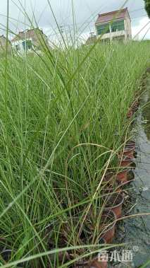 高度35厘米细叶芒