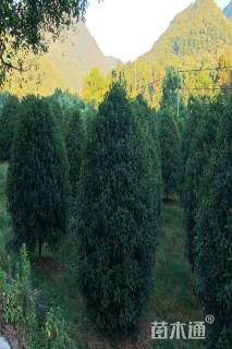 高度400厘米丛生桂花