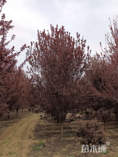 10公分紫叶李