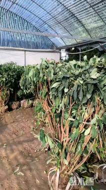 高度150厘米结香球