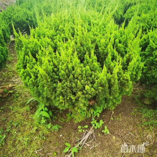 冠幅40厘米龙柏球