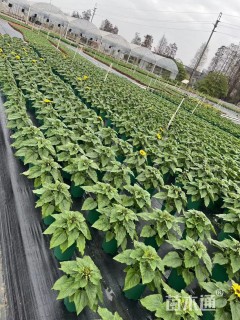 高度30厘米向日葵