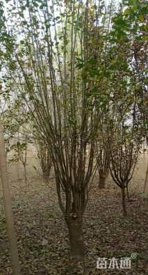 12公分西府海棠