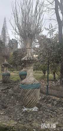 20公分紫薇花瓶