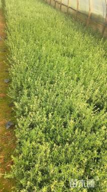 高度20厘米金边六月雪