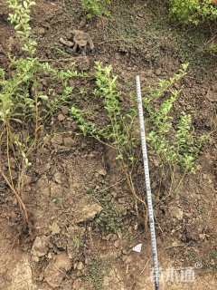 高度45厘米火棘