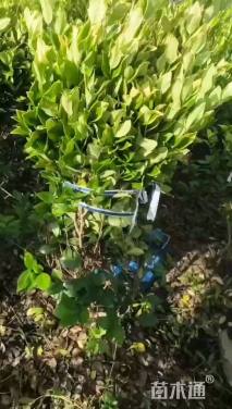 冠幅80厘米金森女贞球