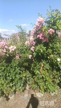 100厘米安吉拉月季