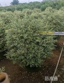 高度80厘米花叶女贞球