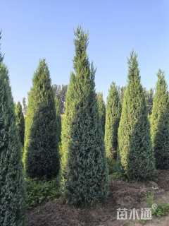 高度350厘米北京桧