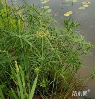 高度15厘米旱伞草