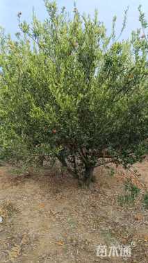 高度400厘米南丰蜜桔