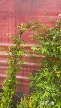 高度150厘米木香