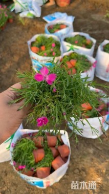 高度22厘米欧石竹