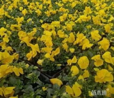 高度10厘米角堇